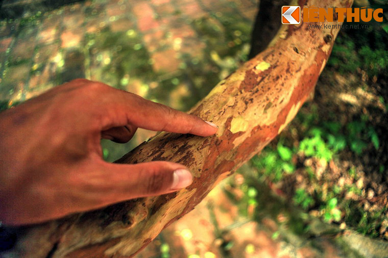 Khi dùng ngón tay "cù" liên tục, dù rất nhẹ nhưng cũng đủ tạo lực cộng hưởng lan ra các cành tạo nên hiện tượng rung. Thực tế, cây ổi có hai thân thì hiện tượng cây "cười" chỉ xảy ra trên phần thân bị "cù". Được biết, vào năm 2008, Bộ Khoa học và Công Nghệ đã có đề án nghiên cứu cấp quốc gia về dòng gen của cây ổi ở Lam Kinh, nhưng chưa thấy công bố kết quả.