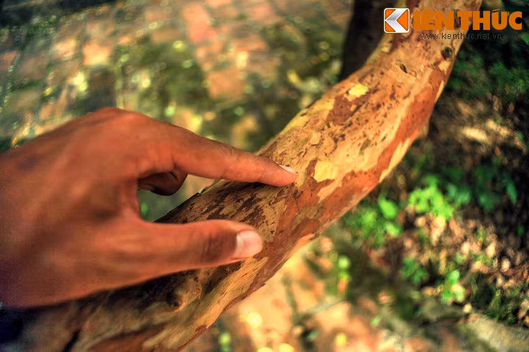 Khi dùng ngón tay "cù" liên tục, dù rất nhẹ nhưng cũng đủ tạo lực cộng hưởng lan ra các cành tạo nên hiện tượng rung. Thực tế, cây ổi có hai thân thì hiện tượng cây "cười" chỉ xảy ra trên phần thân bị "cù". Được biết, vào năm 2008, Bộ Khoa học và Công Nghệ đã có đề án nghiên cứu cấp quốc gia về dòng gen của cây ổi ở Lam Kinh, nhưng chưa thấy công bố kết quả.