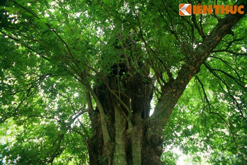 Theo lời kể người làng, từ trước năm 1945, để trốn giặc Pháp bắt đi phu, đi lính, nhiều thanh niên trong làng đã ẩn nấp trong thân cây, đợi đến khi giặc đi rồi mới chui ra.