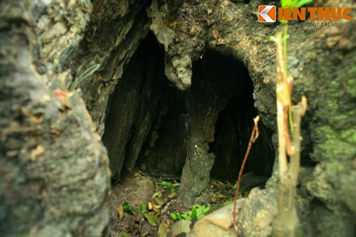 Ít ai ngờ rằng bên trong thân cây là một bộng rỗng kéo dài từ gốc đến ngọn, có sức chứa hàng chục người. Nhờ đặc điểm này, cây đã trở thành nơi trú ẩn của người làng qua những giai đoạn lịch sử sóng gió.