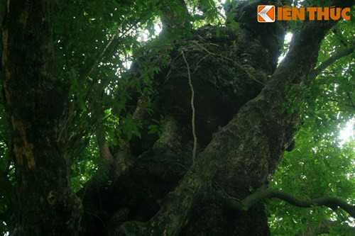 Sau này, các tổ chức cơ sở Việt Minh đã chọn cây thị làm căn cứ hoạt động bí mật. Trong lòng thân cây, các chiến sĩ dùng gỗ để đóng bậc tam cấp từ gốc đến ngọn, biến cây thị cổ thụ thành một "lô cốt" chứa được cả một tiểu đội 12 người.