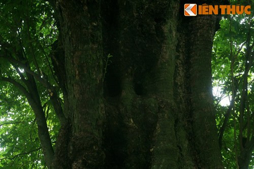 Từ bên trong cây thị, các chiến sĩ vẫn có thể quan sát mọi động tĩnh bên ngoài qua các lỗ tự nhiên trên thân cây, trong khi người ngoài nhìn vào không thể nhận ra điều gì khác lạ...