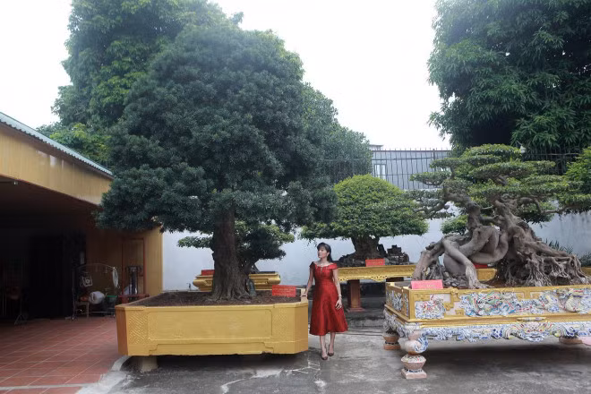 Bo suu tap sieu cay canh trieu do cua nu dai gia Phu Tho-Hinh-5