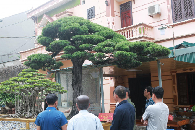 Bo suu tap sieu cay canh trieu do cua nu dai gia Phu Tho-Hinh-2