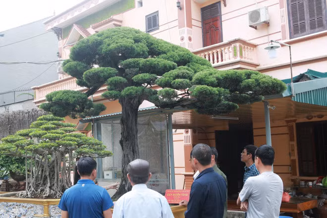 Bo suu tap sieu cay canh trieu do cua nu dai gia Phu Tho-Hinh-2