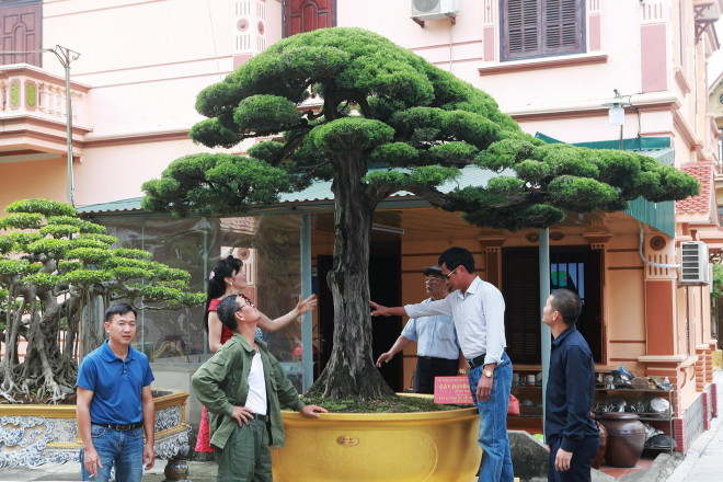 Bộ sưu tập siêu cây cảnh triệu đô của nữ đại gia Phú Thọ Bo suu tap sieu cay canh trieu do cua nu dai gia Phu Tho