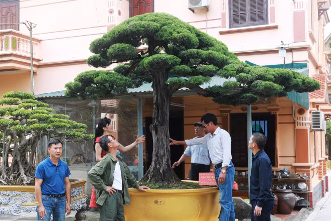 Bo suu tap sieu cay canh trieu do cua nu dai gia Phu Tho