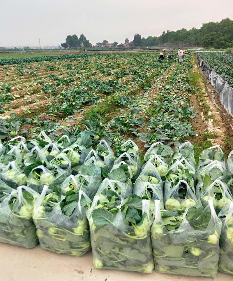 Dan Ha Noi chung tay giai cuu rau xanh cho nong dan Hai Duong