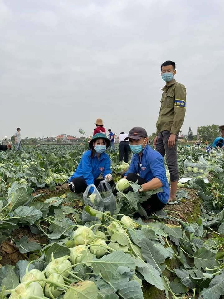 Dan Ha Noi chung tay giai cuu rau xanh cho nong dan Hai Duong-Hinh-4