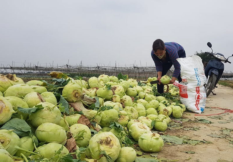Dan Ha Noi chung tay giai cuu rau xanh cho nong dan Hai Duong-Hinh-3