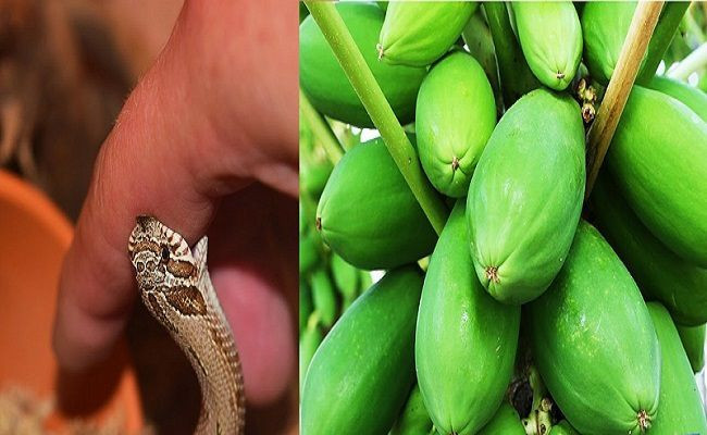 Loai cay giai doc khi bi ran can, con trung dot, ngo doc thuc pham