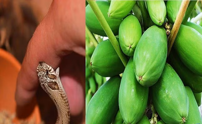 Loai cay giai doc khi bi ran can, con trung dot, ngo doc thuc pham