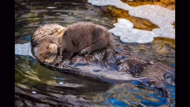 Hinh anh rai ca au yem om dua con moi de tren bung de bao ve-Hinh-2