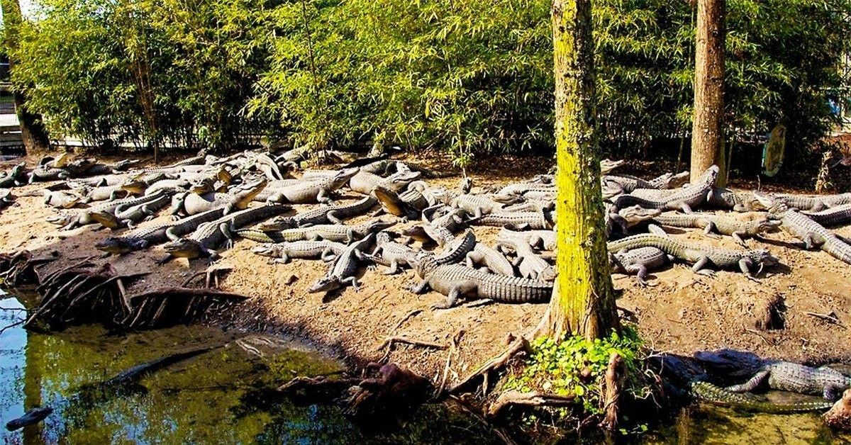 "Lạnh sống lưng" với 6 hòn đảo đáng sợ nhất thế giới ảnh 9