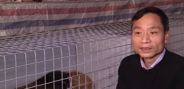 Nuôi loài đặc sản núi rừng, cho ăn cháo gà, bán 2 triệu/kg - Hình 2 Nuoi loai dac san nui rung, cho an chao ga, ban 2 trieu/kg-Hinh-2