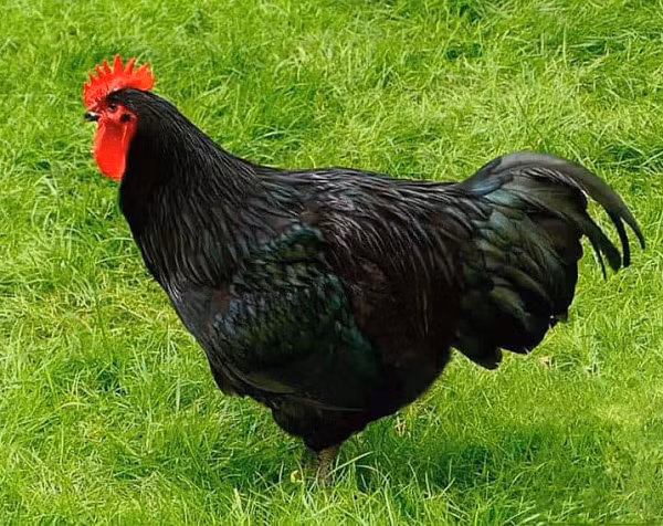 Giống gà thuần chủng siêu to khổng lồ nhất thế giới, nhìn quả trứng gà cứ ngỡ là...trứng ngỗng - Ảnh 9. Giống gà thuần chủng siêu to khổng lồ nhất thế giới, nhìn quả trứng gà cứ ngỡ là...trứng ngỗng - Ảnh 9.