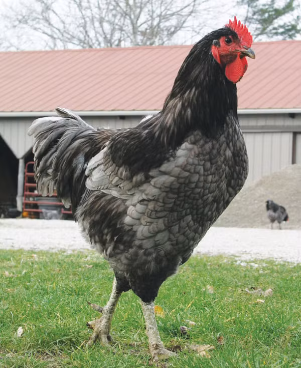 Giống gà thuần chủng siêu to khổng lồ nhất thế giới, nhìn quả trứng gà cứ ngỡ là...trứng ngỗng - Ảnh 5. Giống gà thuần chủng siêu to khổng lồ nhất thế giới, nhìn quả trứng gà cứ ngỡ là...trứng ngỗng - Ảnh 5.