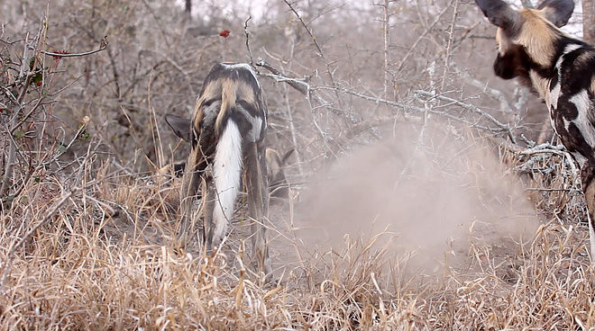 au khi đi theo chúng khoảng 500m, Pieter van Wyk đã trông thấy một cảnh tượng đáng sợ khi phát hiện mục tiêu của những con chó hoang là chú thỏ rừng.