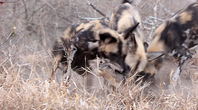 ới sự nhanh nhẹn và có 3 thành viên trưởng thành tham gia cuộc đi săn, bầy chó hoang đã dễ dàng tóm gọn được chú thỏ rừng.