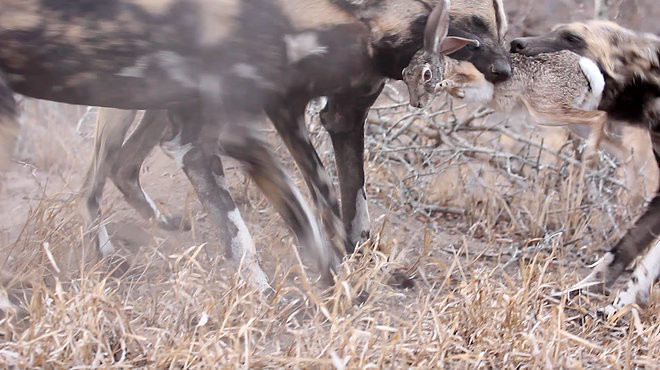 uy nhiên, do con mồi quá nhỏ nên giữa chúng đã xảy ra xô sát, giành mồi.