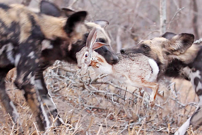 au đó, 2 chú chó hoang lớn nhất đã “kéo co” với nhau và sợi dây chính là chú thỏ rừng.