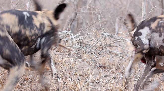 hỉ trong chớp mắt, chú thỏ đã bị xé làm đôi và 2 kẻ săn mồi liền mang chiến lợi phẩm của chúng ra chỗ khác để từ từ thưởng thức.
