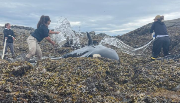 Ca voi sat thu mac can tren bai da va qua trinh giai cuu