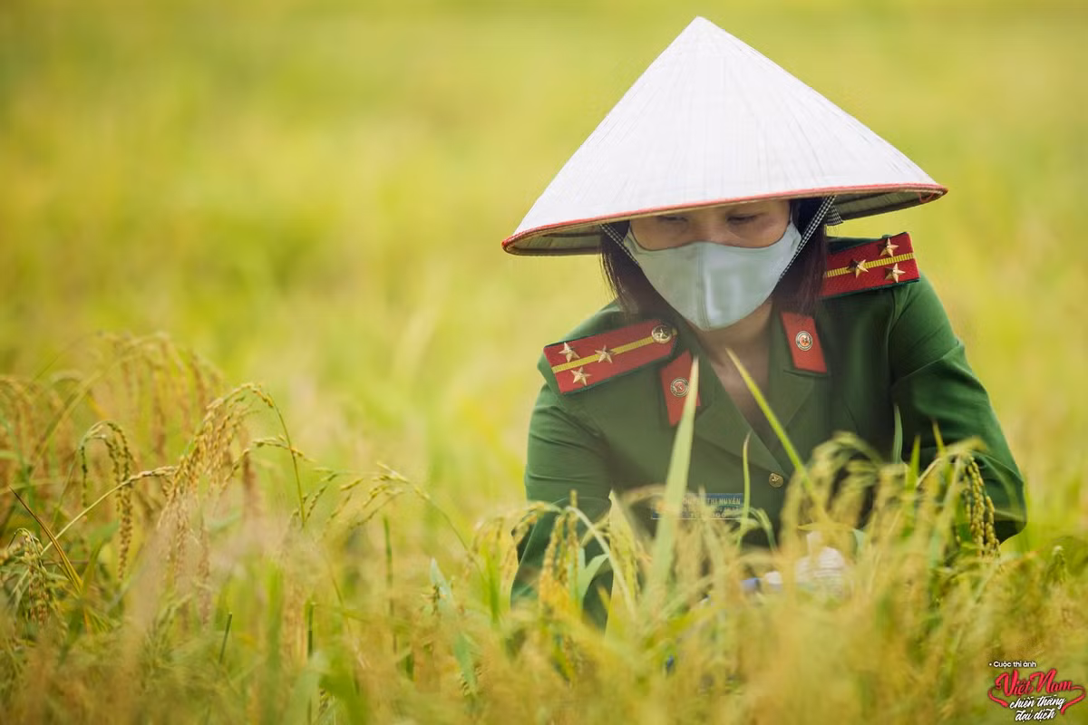  "Thắm tình quân dân nơi tâm dịch" ghi lại hình ảnh các chiến sĩ Đoàn Thanh niên Công An huyện Yên Dũng, tỉnh Bắc Giang tham gia thu hoạch lúa giúp những gia đình bị cách ly và neo đơn tại Thôn Xuân Trung, Xuân Thượng (xã Xuân Phú). Bộ ảnh được Xuân Thắng chụp vào ngày 5/6/2021.