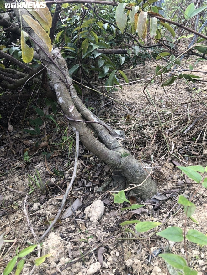 Loai sam tien vua bi lang quen o nui Danh-Hinh-2