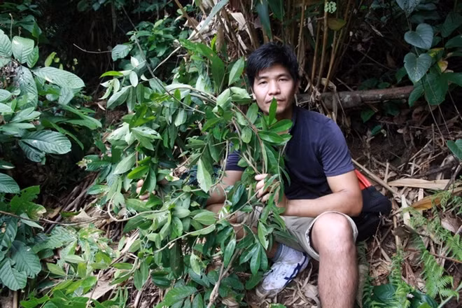 Loai sam tien vua bi lang quen o nui Danh-Hinh-3