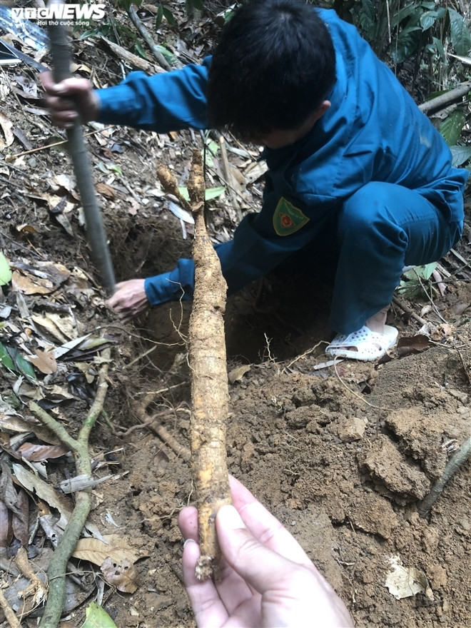 Loai sam tien vua bi lang quen o nui Danh-Hinh-6