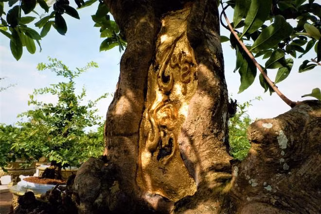 Ngam cay mai vang 100 tuoi dat 9 chi vang SJC 9999-Hinh-3