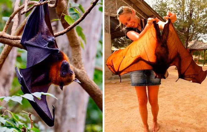 Loai doi va nhung sieu nang luc bat ngo