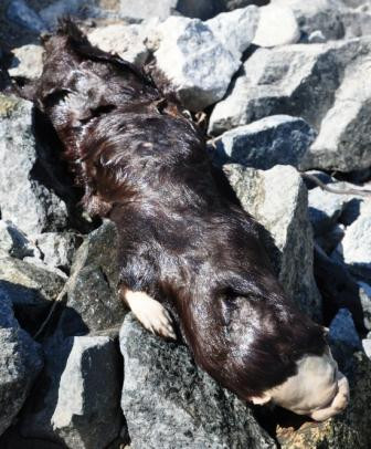 Phat hien xac sinh vat la, 2 y ta vut voi va hau qua sau do-Hinh-3