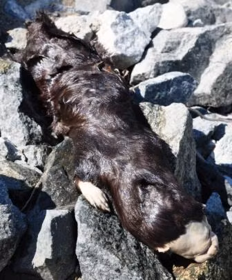 Phat hien xac sinh vat la, 2 y ta vut voi va hau qua sau do-Hinh-3