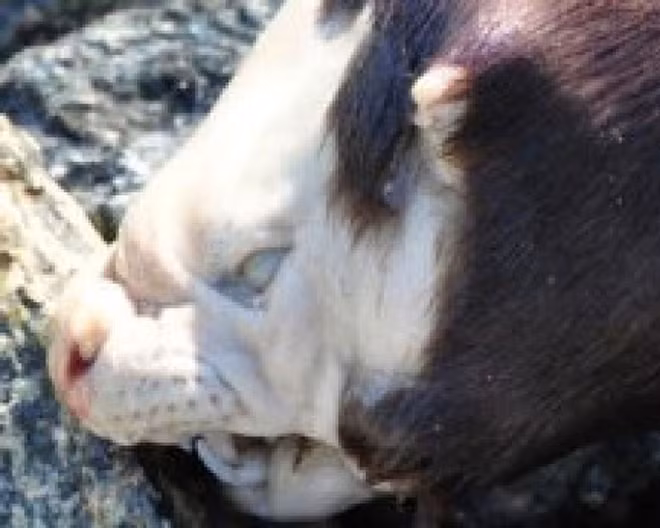 Phat hien xac sinh vat la, 2 y ta vut voi va hau qua sau do