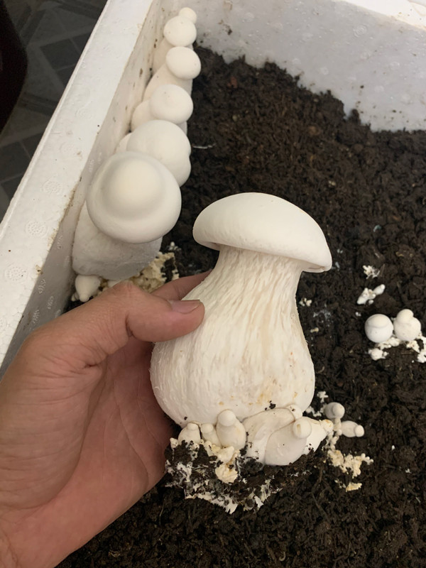 Chang trai bien san thuong thanh trang trai thu nho khien ai cung me-Hinh-12