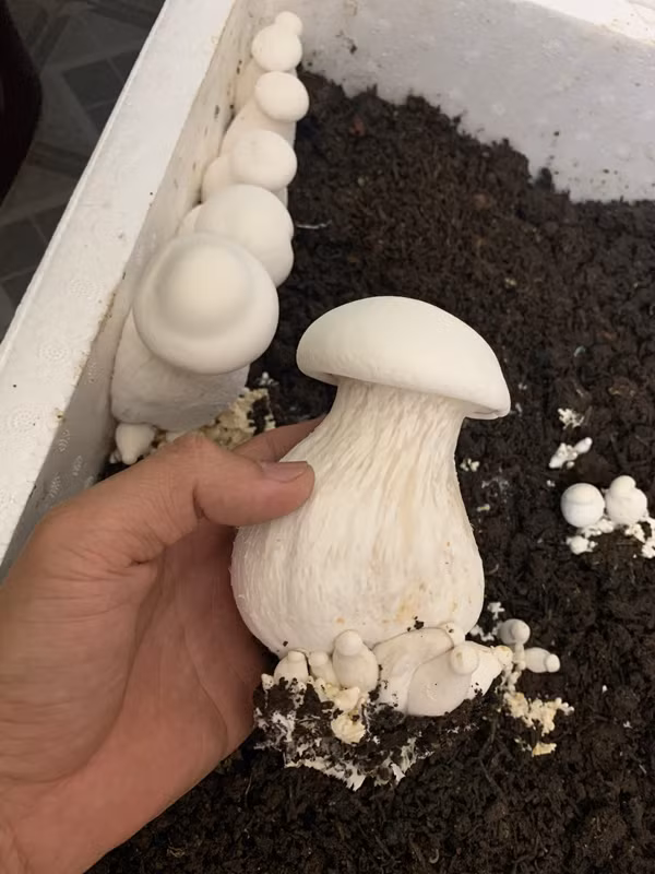 Chang trai bien san thuong thanh trang trai thu nho khien ai cung me-Hinh-12