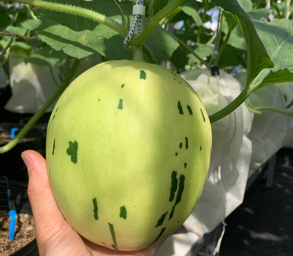 Chang trai bien san thuong thanh trang trai thu nho khien ai cung me-Hinh-6