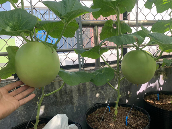 Chang trai bien san thuong thanh trang trai thu nho khien ai cung me-Hinh-10