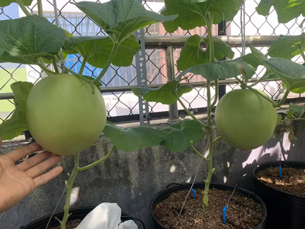 Chang trai bien san thuong thanh trang trai thu nho khien ai cung me-Hinh-10