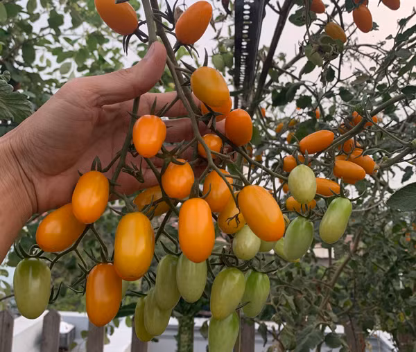 Chang trai bien san thuong thanh trang trai thu nho khien ai cung me-Hinh-11