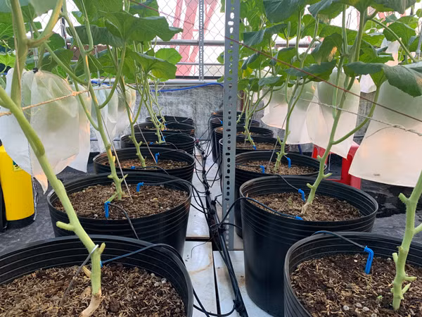 Chang trai bien san thuong thanh trang trai thu nho khien ai cung me-Hinh-8