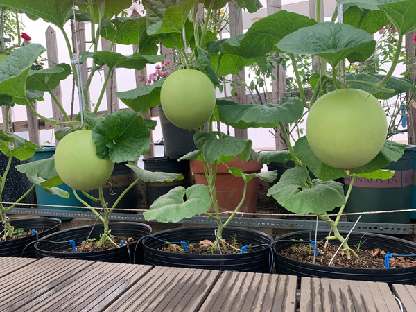 Chang trai bien san thuong thanh trang trai thu nho khien ai cung me-Hinh-7