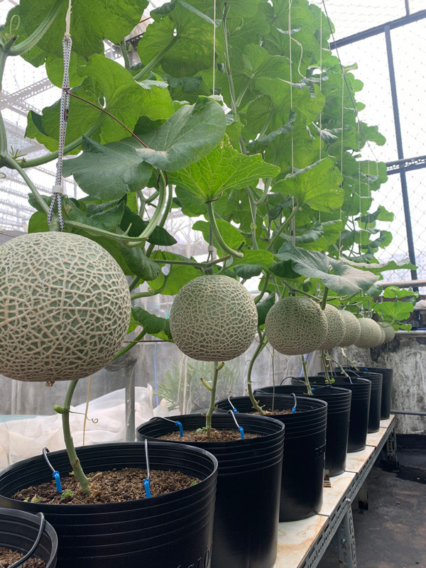 Chang trai bien san thuong thanh trang trai thu nho khien ai cung me-Hinh-9