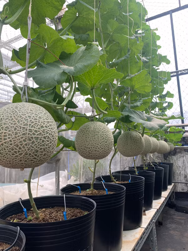 Chang trai bien san thuong thanh trang trai thu nho khien ai cung me-Hinh-9