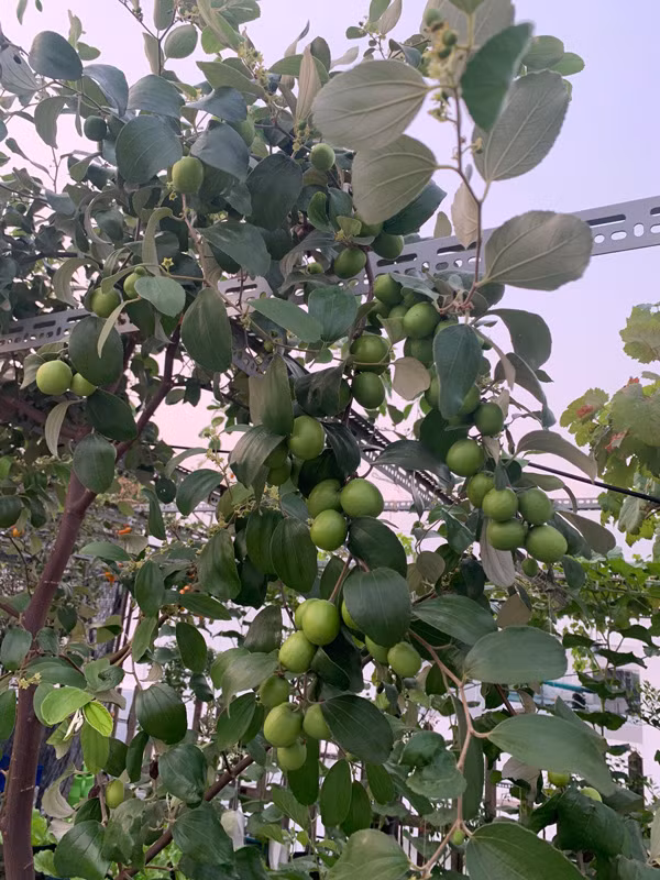 Chang trai bien san thuong thanh trang trai thu nho khien ai cung me-Hinh-14