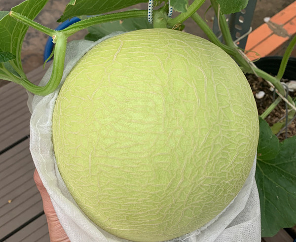 Chang trai bien san thuong thanh trang trai thu nho khien ai cung me-Hinh-5