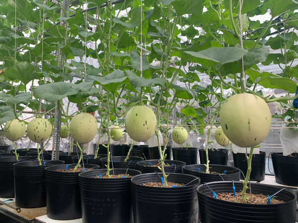 Chang trai bien san thuong thanh trang trai thu nho khien ai cung me-Hinh-2