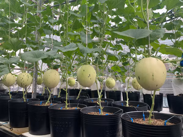 Chang trai bien san thuong thanh trang trai thu nho khien ai cung me-Hinh-2